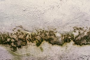 Mold