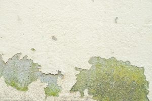 Mold Growth
